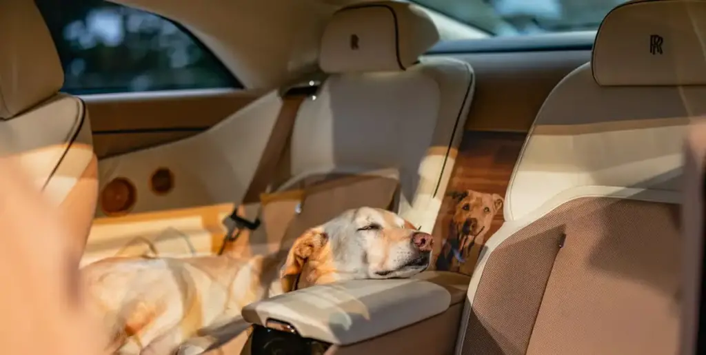 Golden Retriever Gets Custom Rolls-Royce Worth Hundreds of Thousands 5 image 202